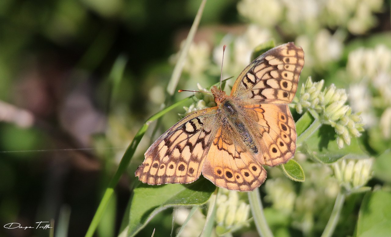 Photo Hortensia