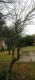 Parkinsonia praecox