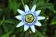 Passiflora caerulea