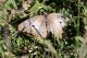 Anartia jatrophae