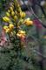 Erythrostemon gilliesii