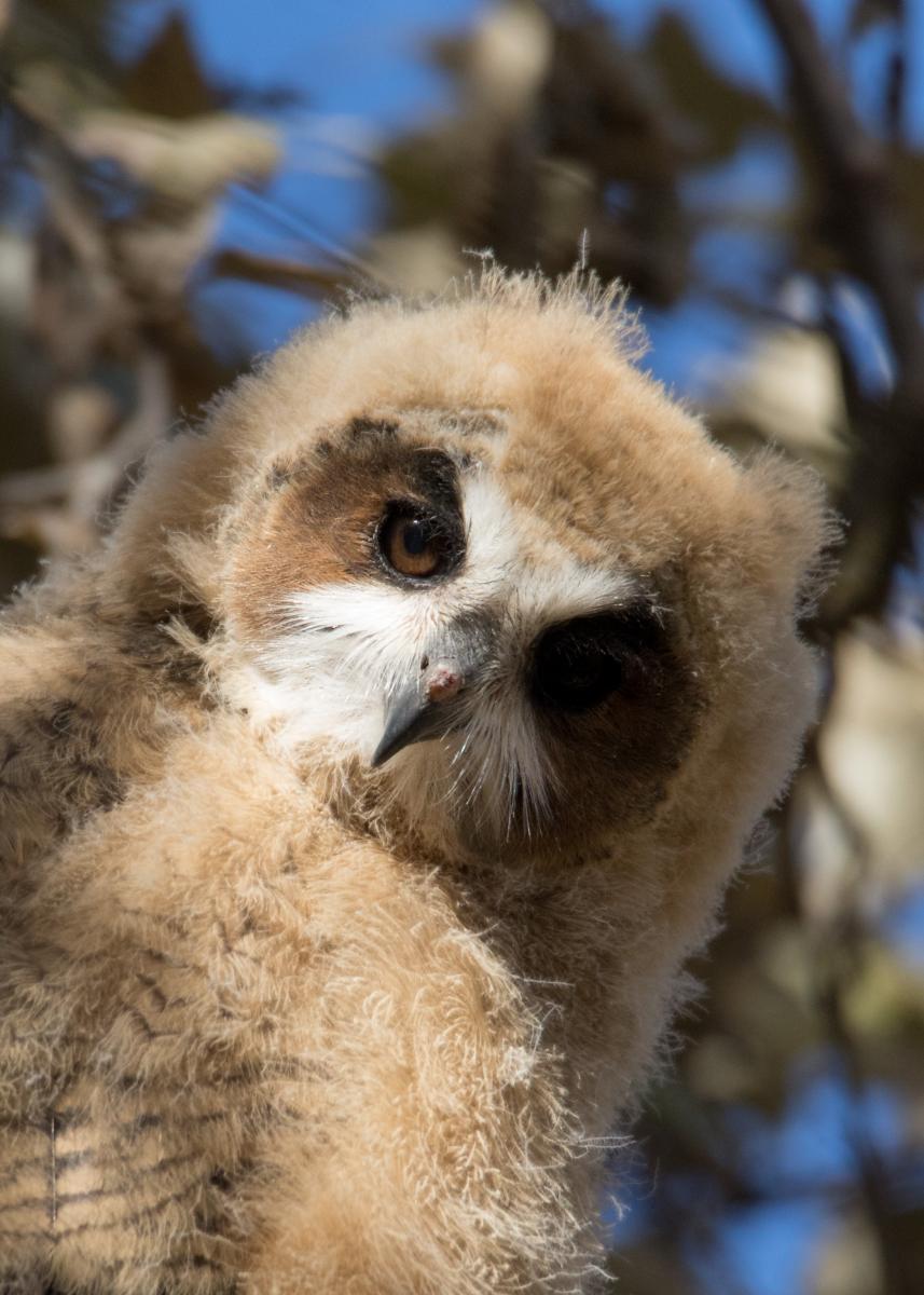 Foto Lechuzón Orejudo