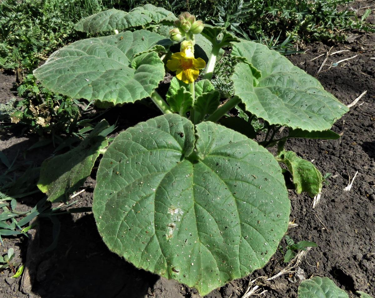 Foto Cuerno Del Diablo