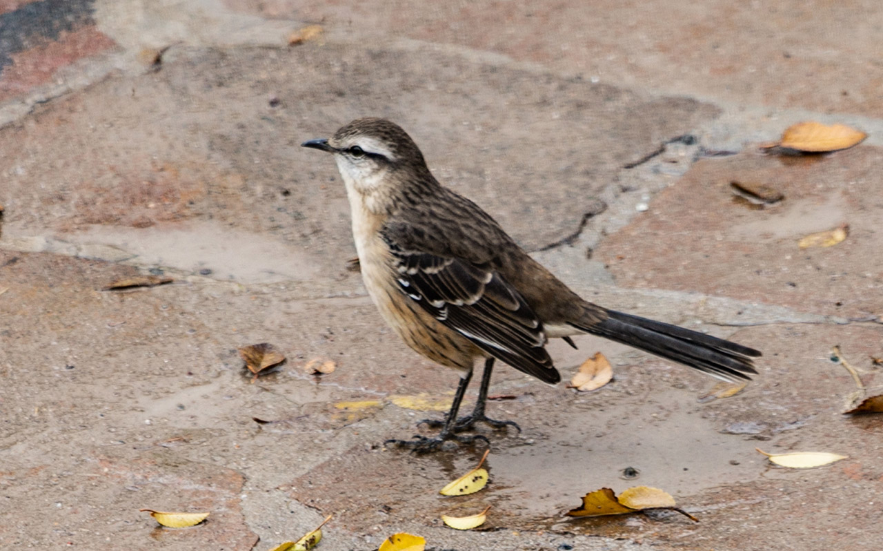Foto Calandria Grande
