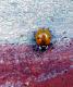 Harmonia axyridis