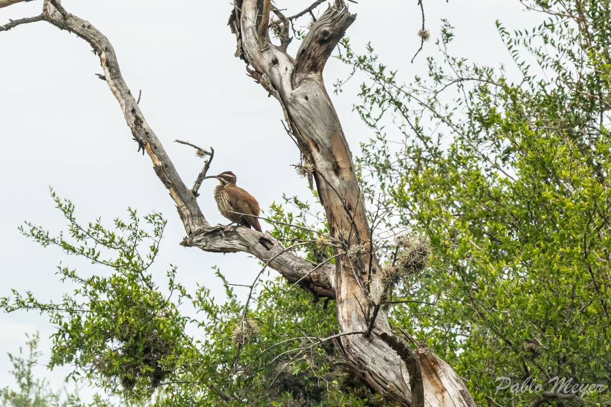 Foto Chinchero Grande