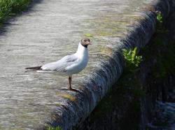 Foto Gaviota Reidora