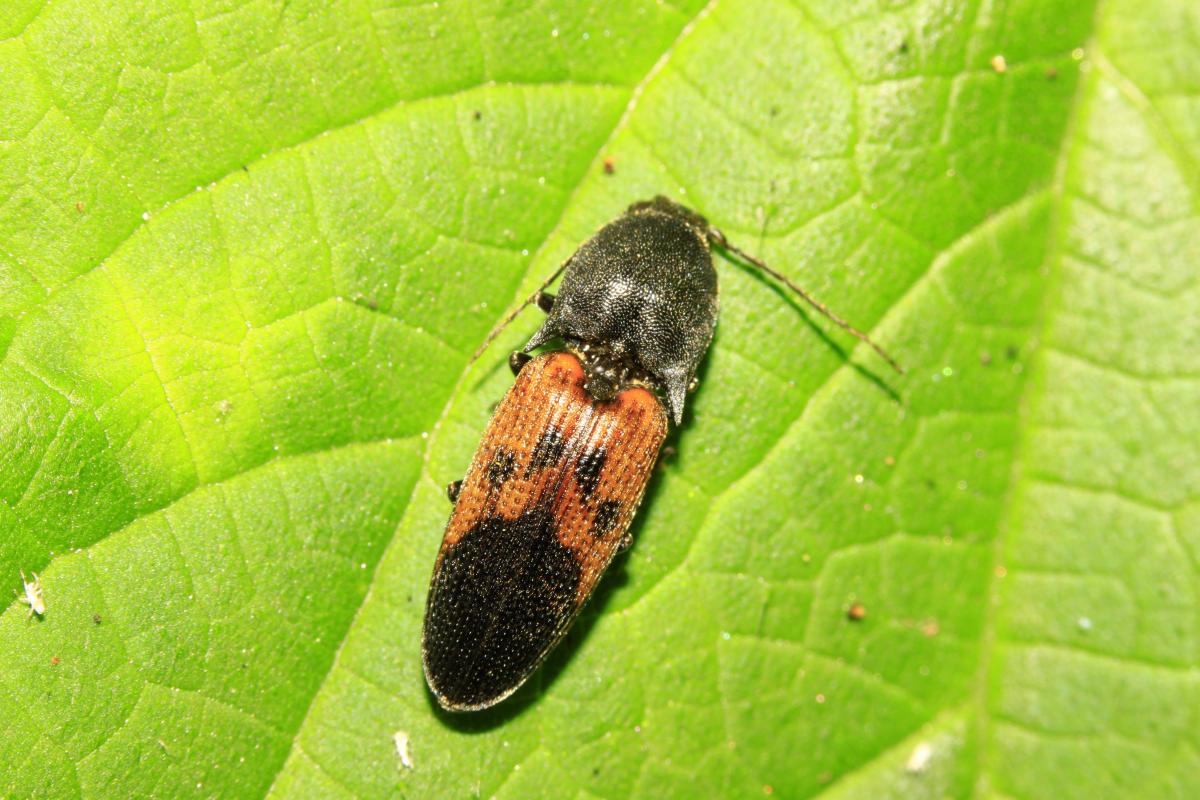 Foto Tuquito Naranja