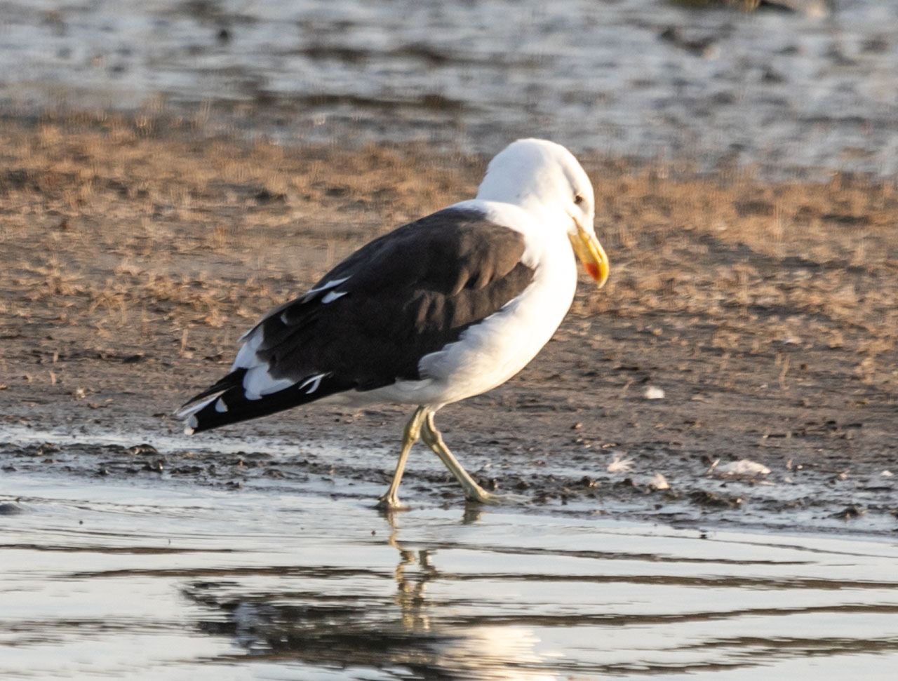 Foto Gaviota Cocinera