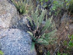  (Cheilanthes pruinata)