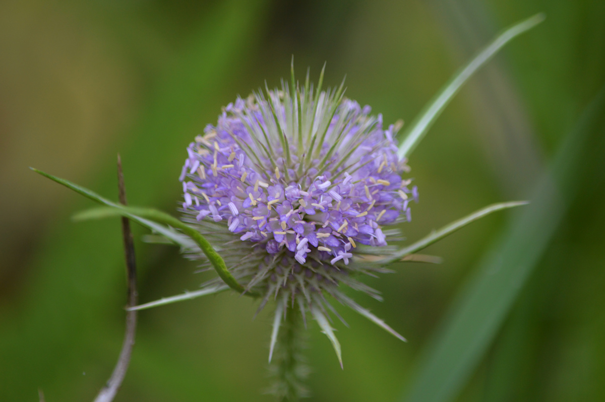 Foto Carda De Cardar