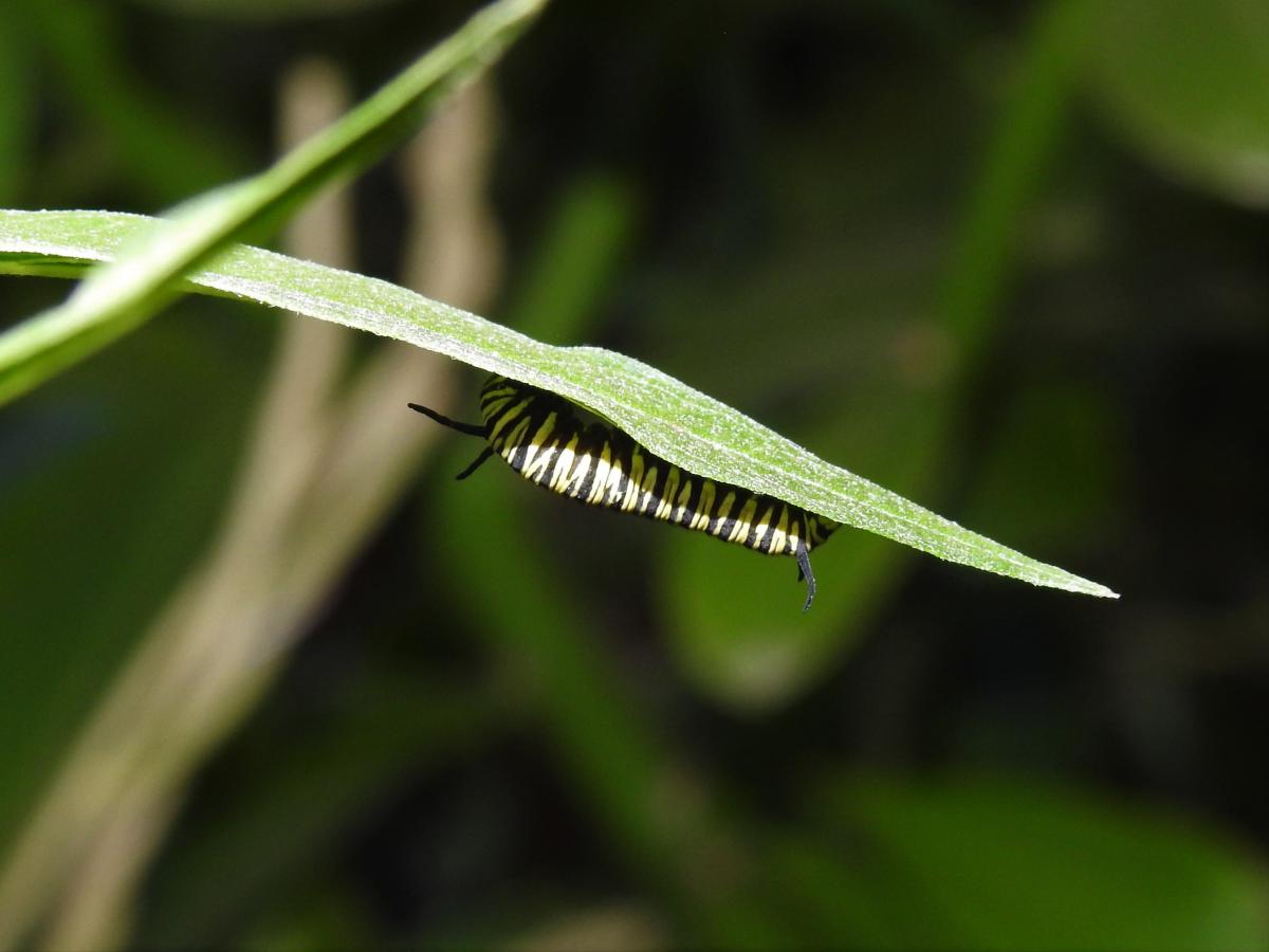 Foto Monarca del Sur