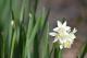 Narcissus tazetta