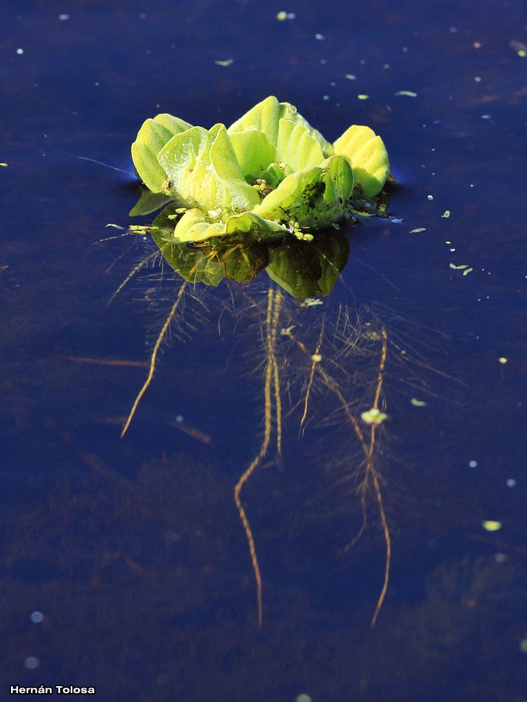 Photo Repollo De Agua