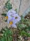 Solanum sisymbriifolium