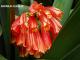 Clivia miniata