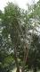 Erythrina crista-galli