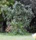 Lonicera japonica