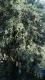 Lycium cestroides
