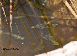 Mosquitofish (Gambusia holbrooki)