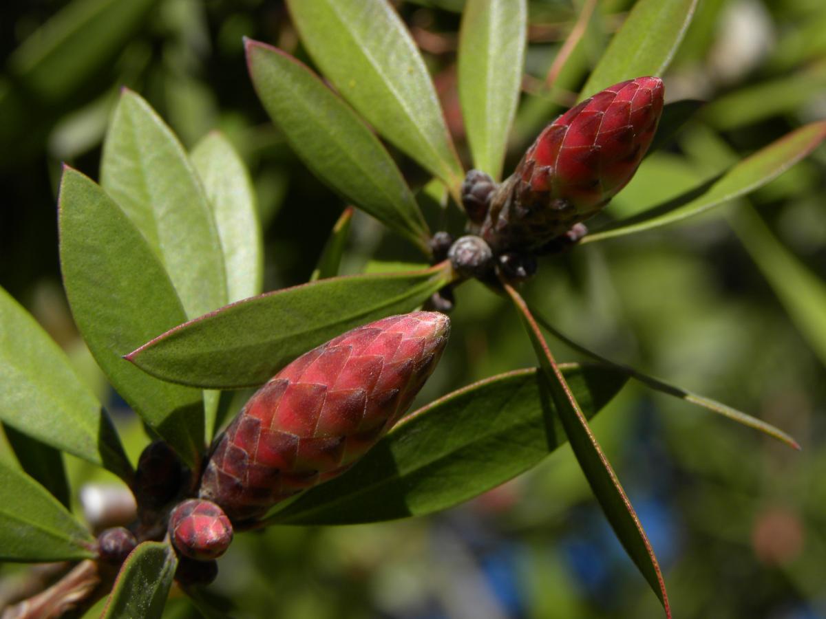 Limpia Tubos (Callistemon citrinus)
