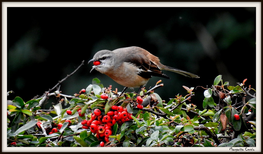 Photo Calandria Real