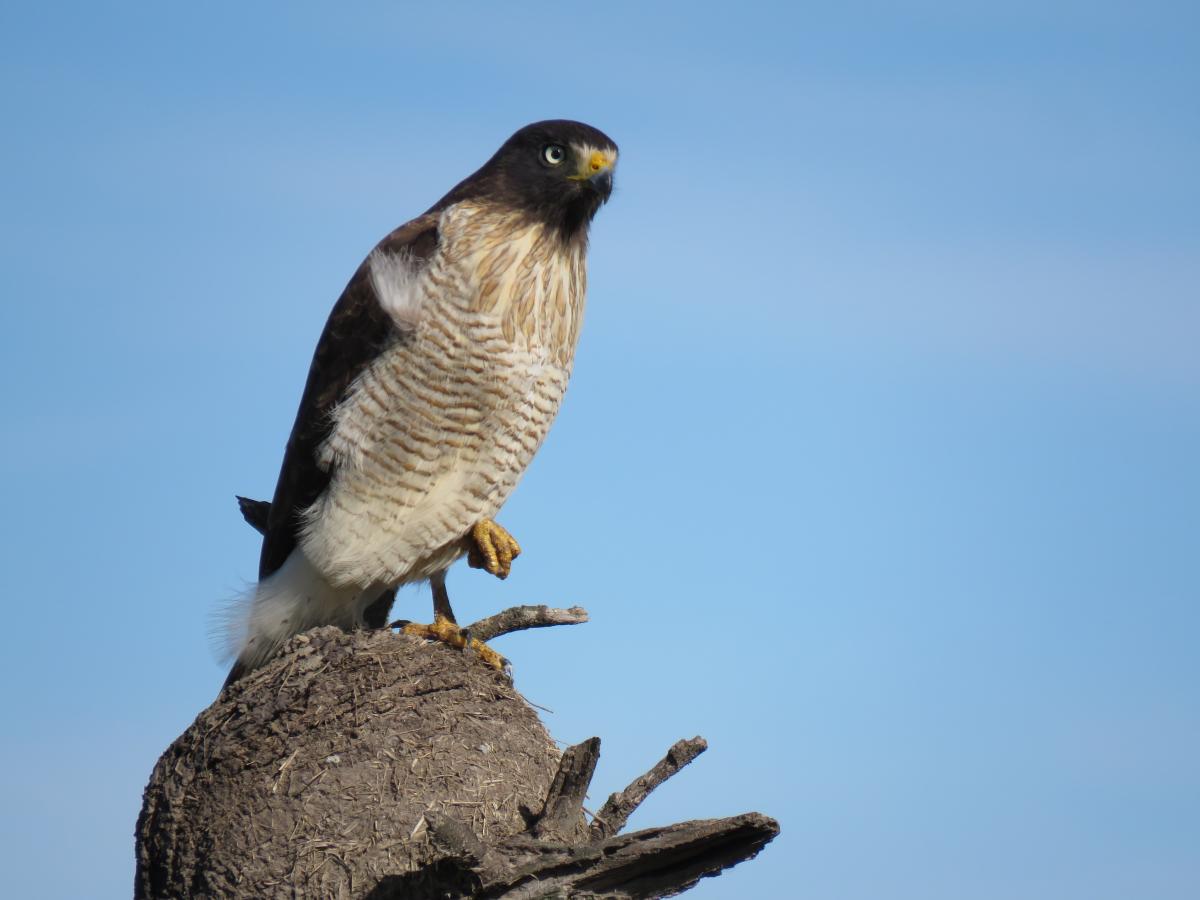 Photo Taguató Común