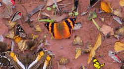 Foto Marcada Anaranjada