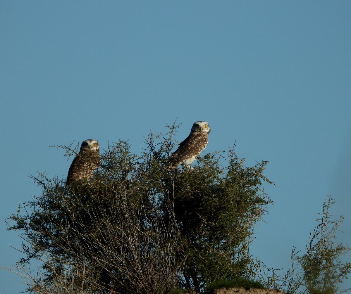 Foto Lechucita Vizcachera