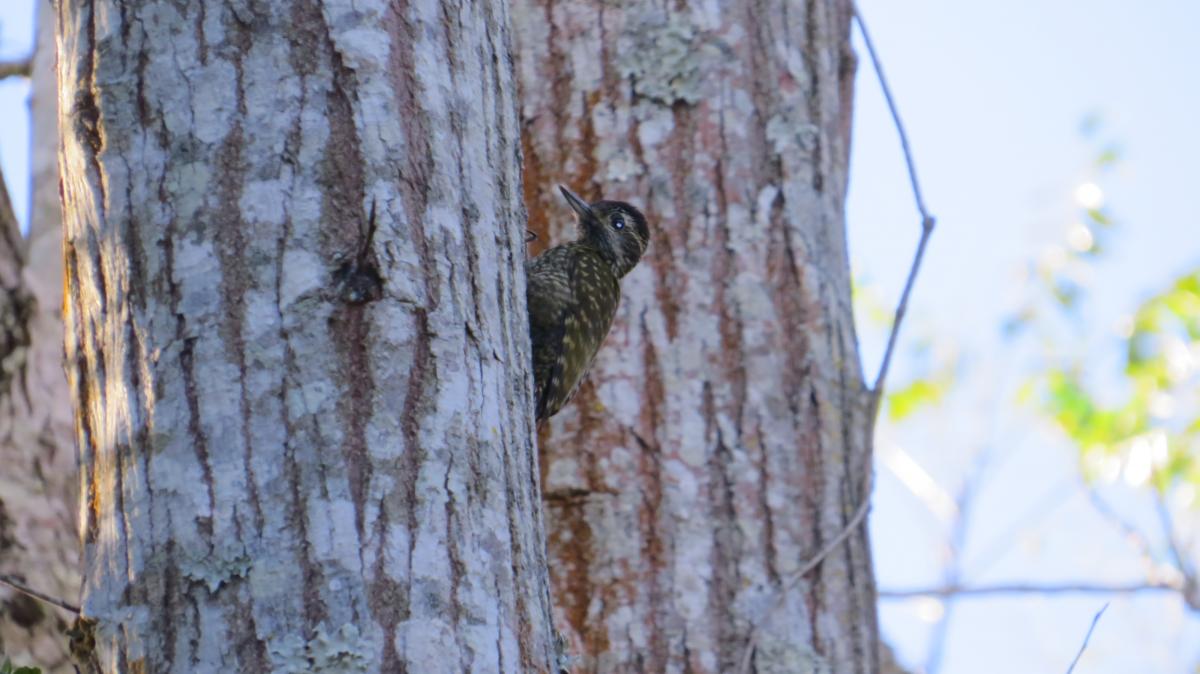 Photo Carpintero Oliva Manchado