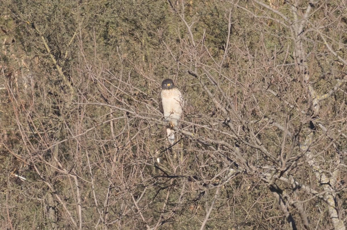 Photo Taguató Común