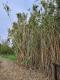 Arundo donax