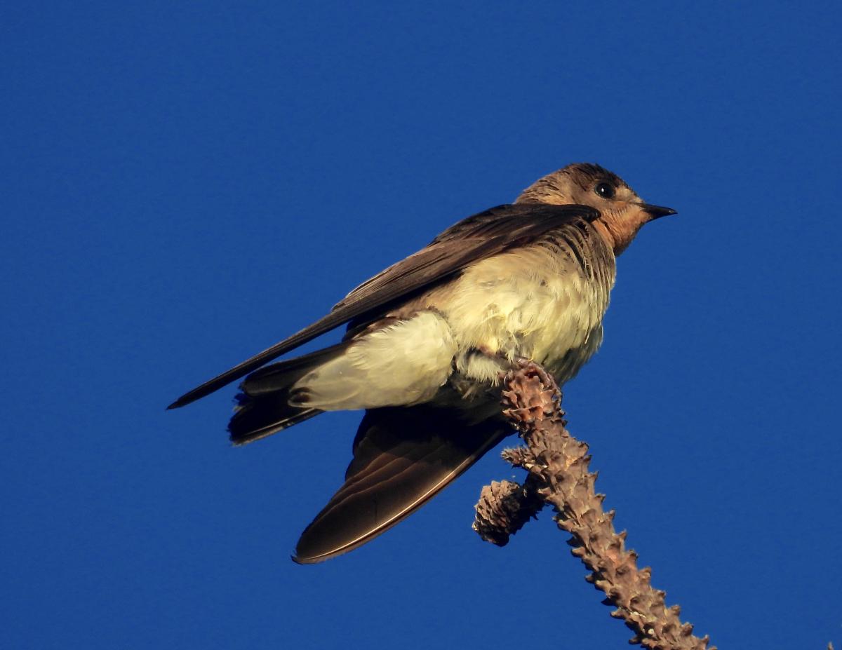 Photo Golondrina Ribereña