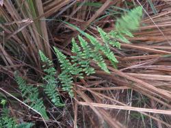  (Adiantopsis chlorophylla)