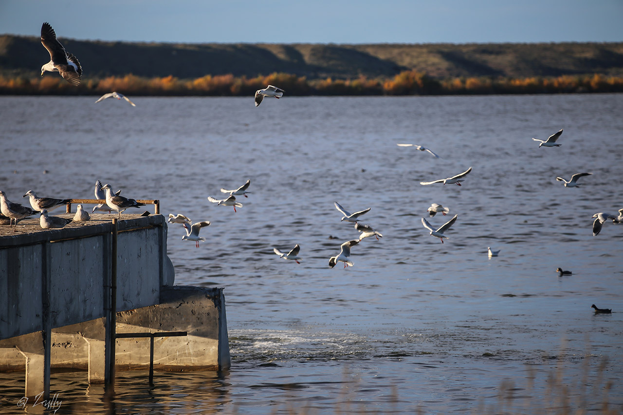 Foto Gaviota Capucho Café