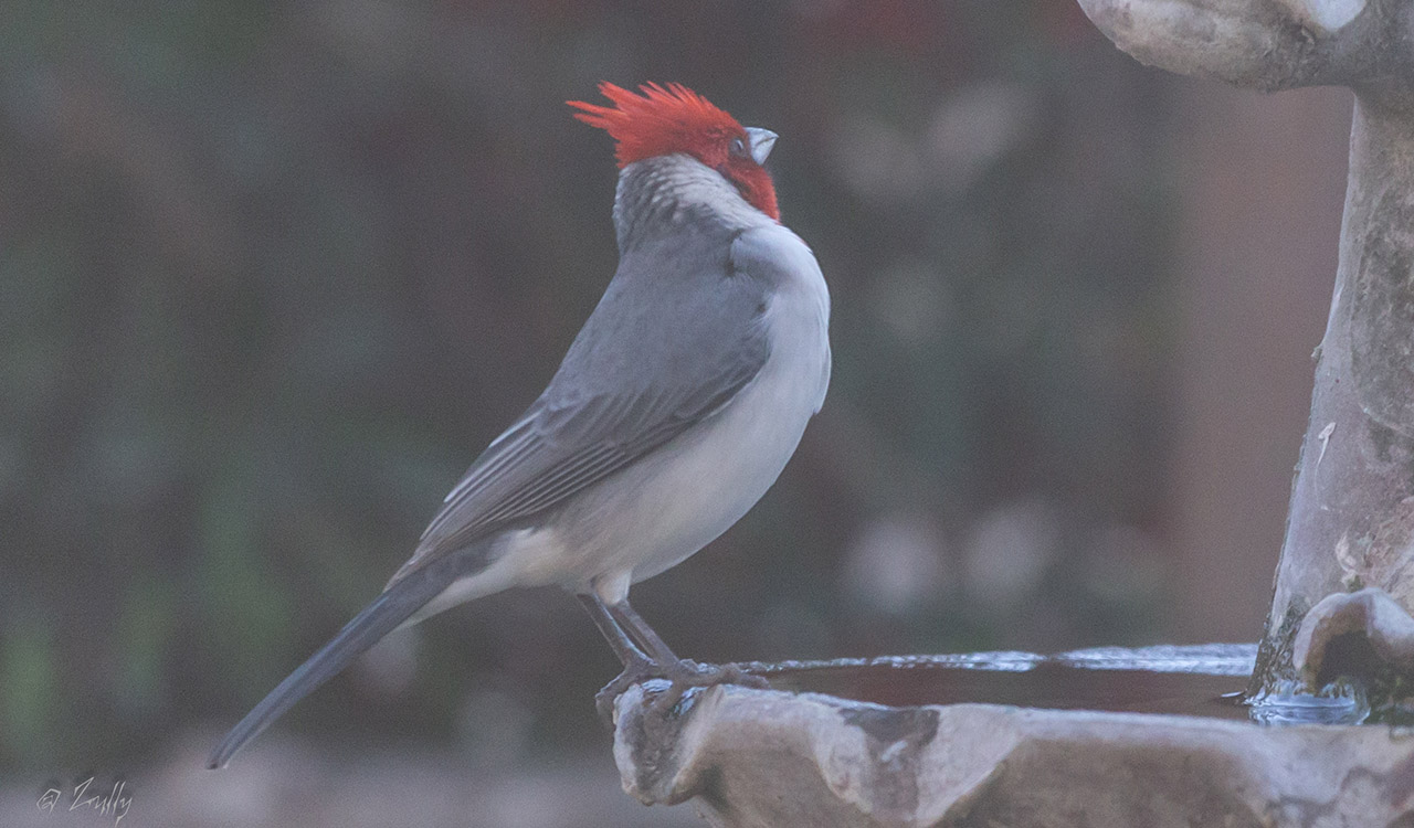Photo Cardenal Común