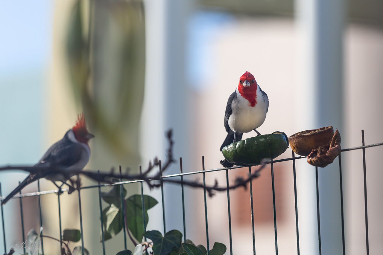 Photo Cardenal Común
