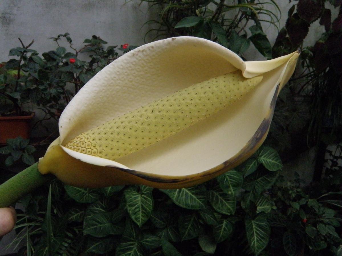 Foto Costilla De Adán