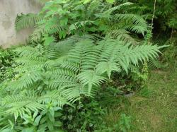  (Pteris deflexa)
