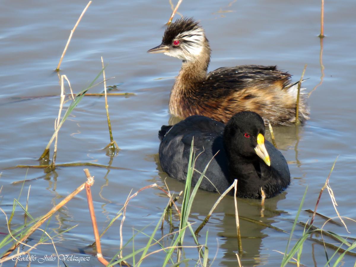 Photo Gallareta Chica