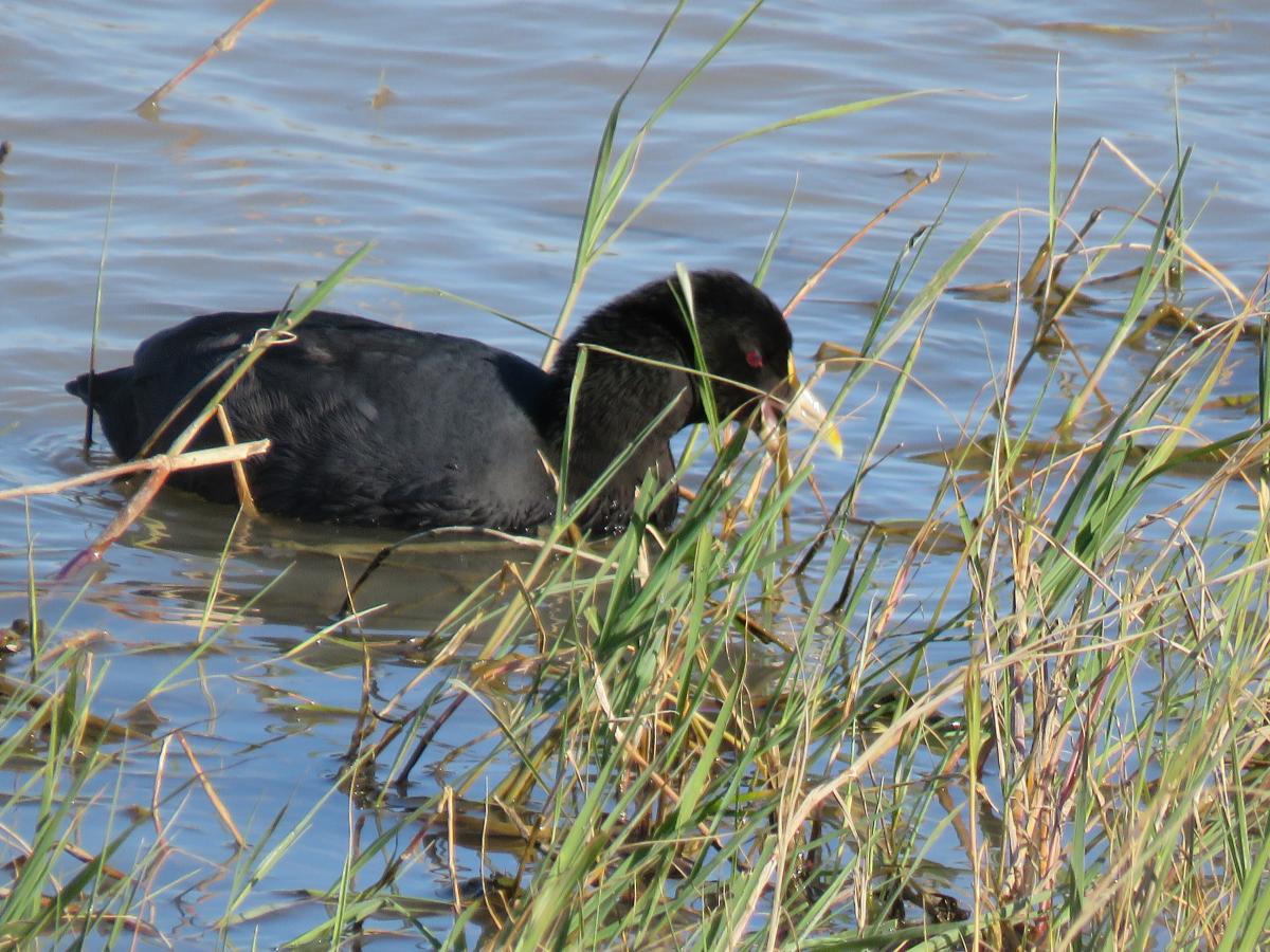 Photo Gallareta Chica