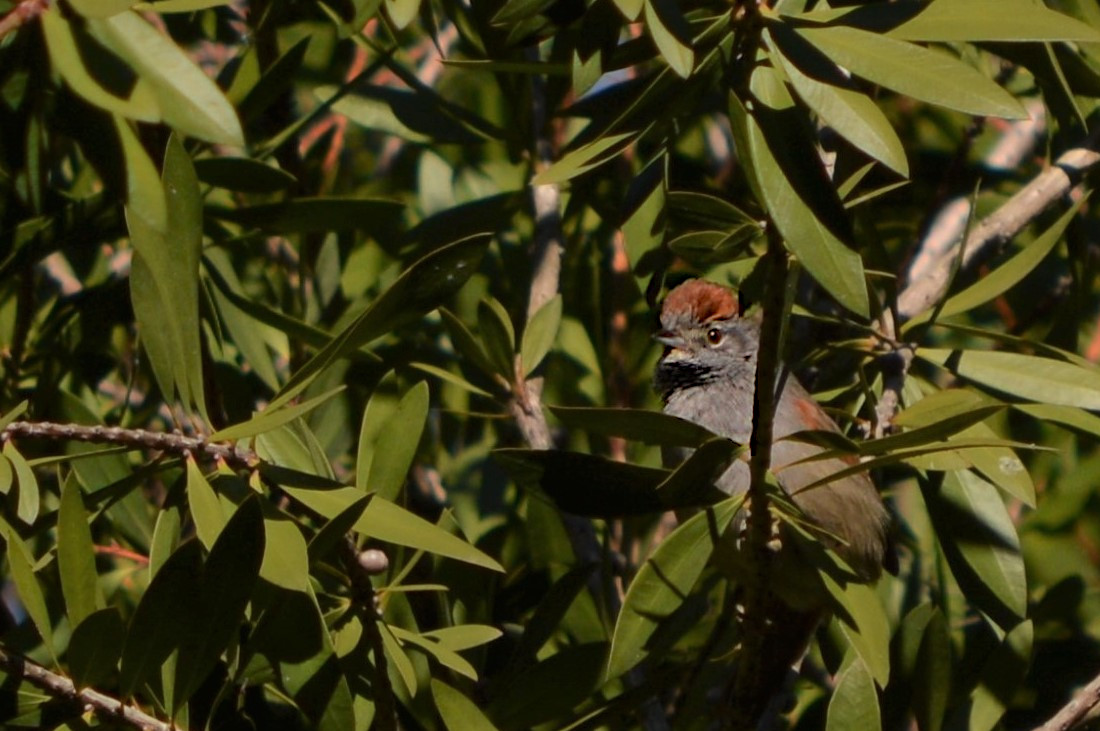 Foto Pijuí Frente Gris