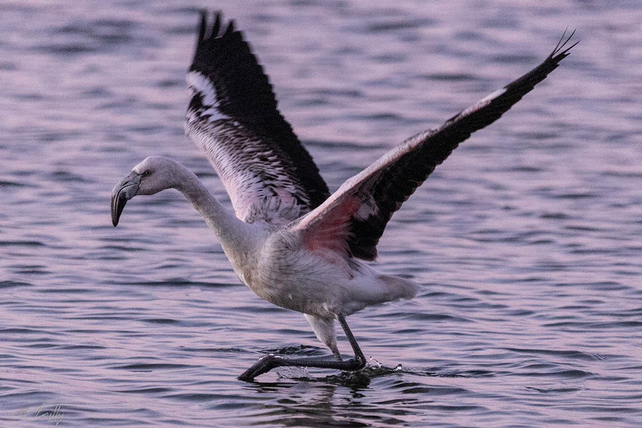 Foto Flamenco Austral