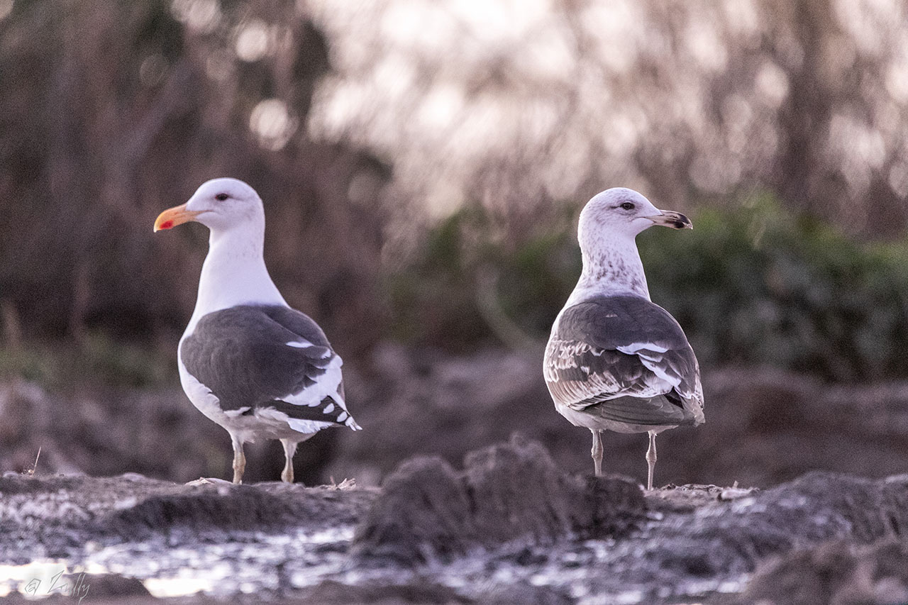 Foto Gaviota Cocinera