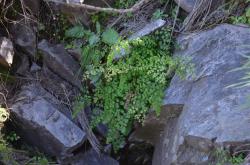  (Adiantum raddianum)