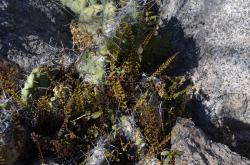  (Adiantopsis tweediana)