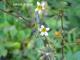 Bidens pilosa