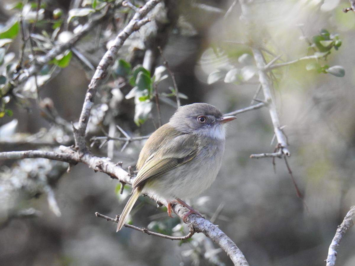 Foto Mosqueta Ojo Dorado