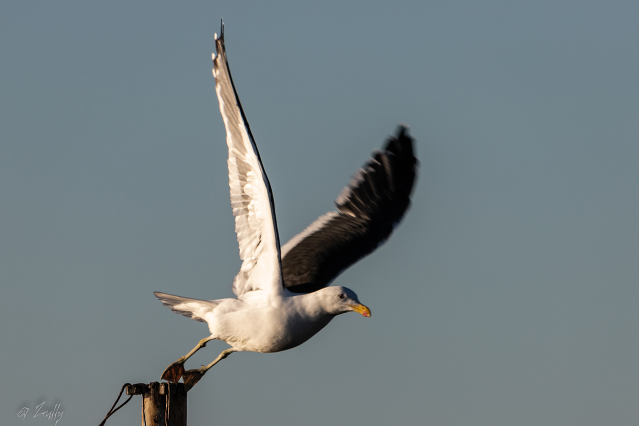 Foto Gaviota Cocinera