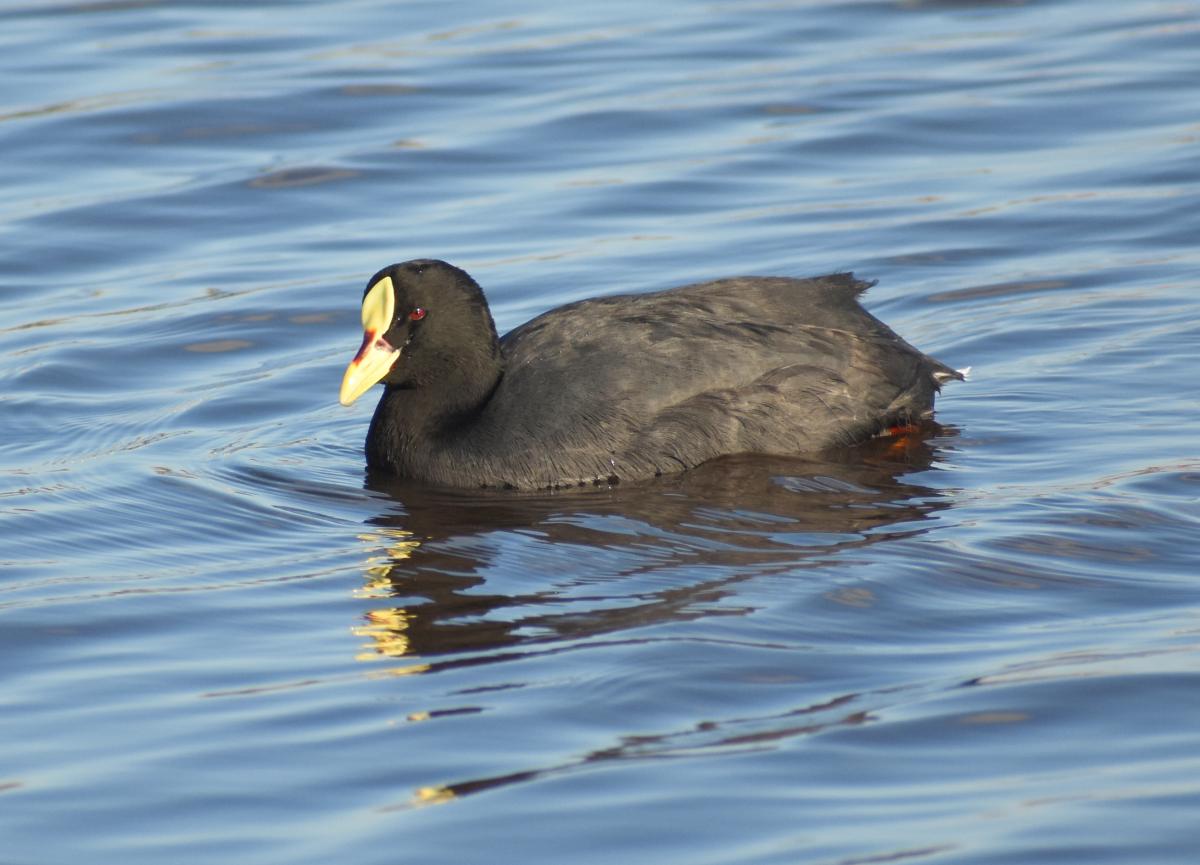Foto Gallareta Ligas Rojas